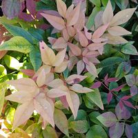 Nandina domestica 'Sunset Boulevard'